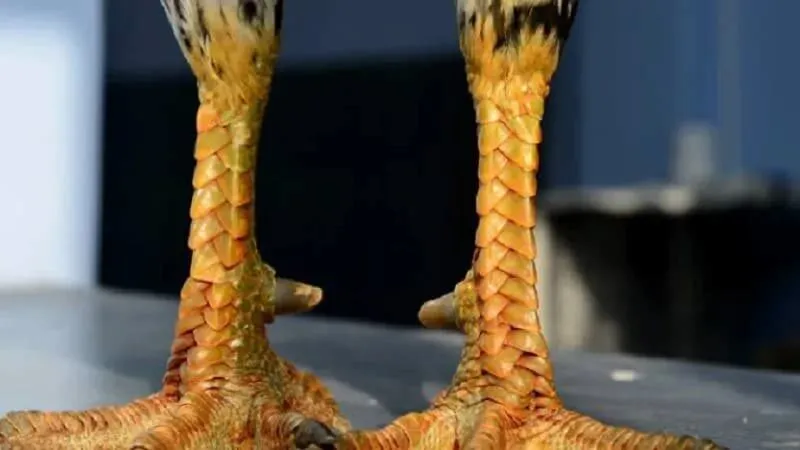 Khám phá các loại vảy gà phổ biến bậc nhất