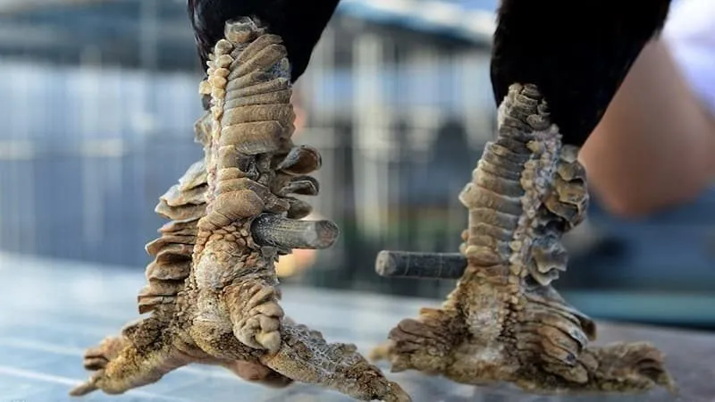 Dựa vào yếu tố nào để đánh giá các loại vảy gà?