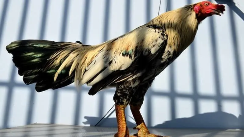 Hướng dẫn xem chi tiết các loại vảy gà chuẩn