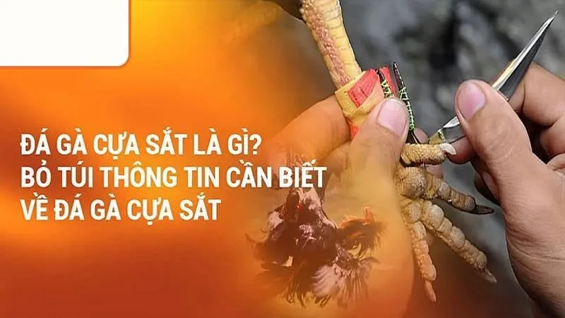 Luật chơi đá gà bằng cựa sắt
