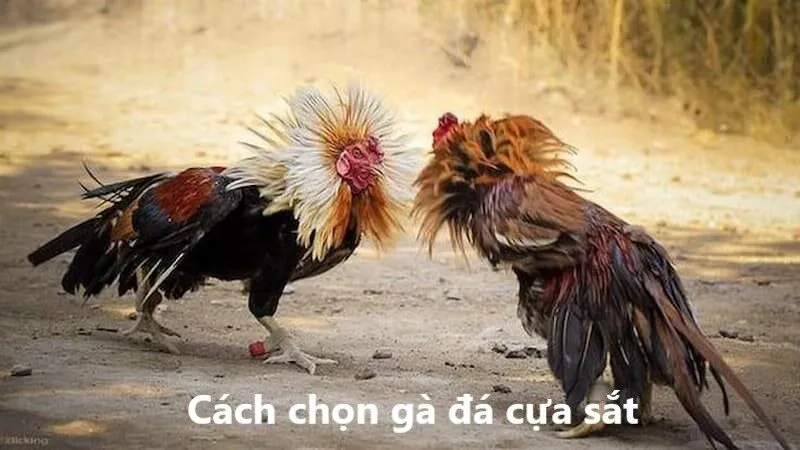 Phương pháp chọn chiến kê đá sắt chất lượng