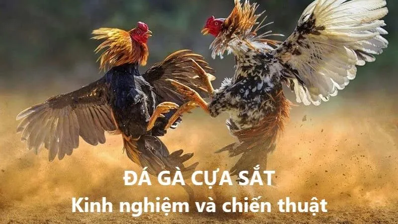 Kinh nghiệm và chiến thuật khi chơi đá gà cựa sắt