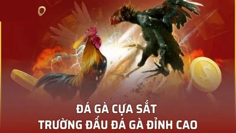 Những điều cần biết khi tham gia đá gà bằng cựa sắt