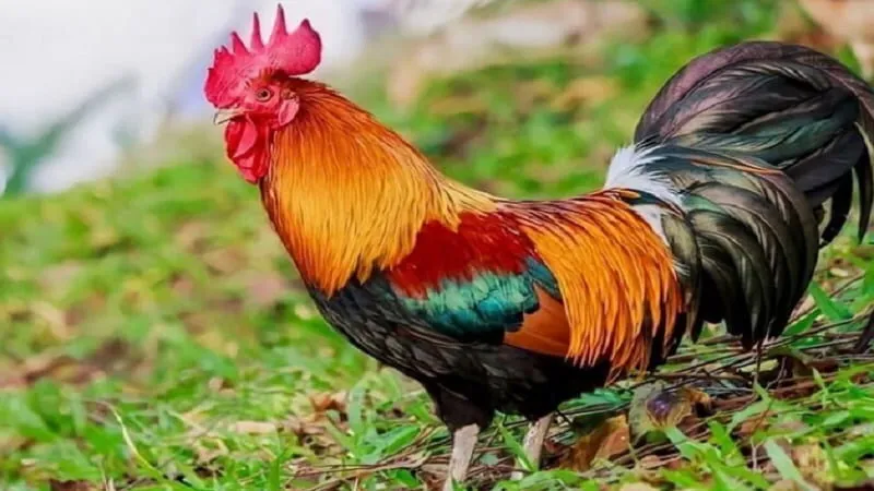 Những loại hình đá gà mạng phổ biến  